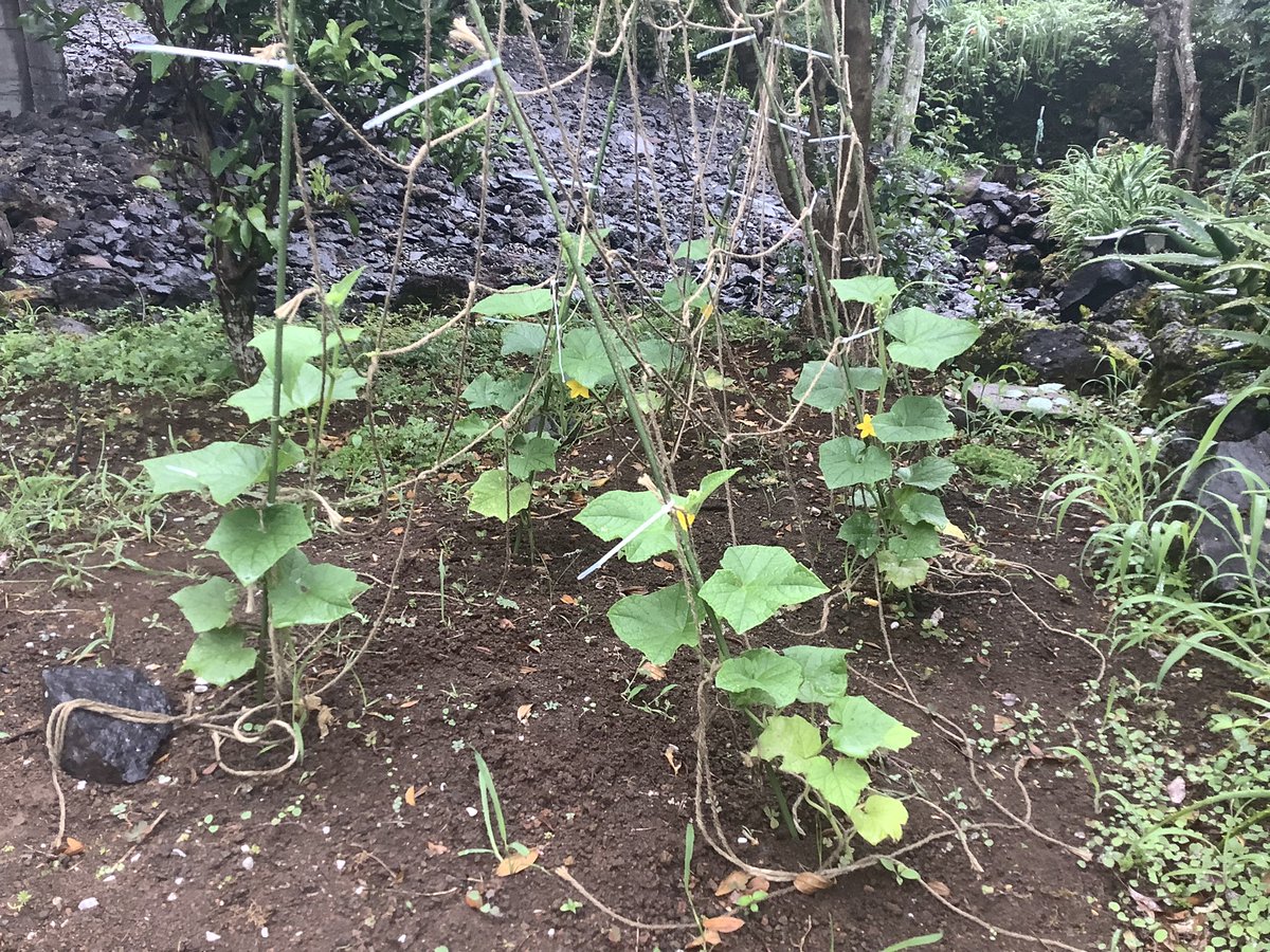 satoyamabanzai's tweet photo. おはようございますo(^-^)o

芒の荒地を開墾して作った小さい畑☘️

トマト、落花生、胡瓜、セロリ、明日葉は順調に育っています😊

明日葉は便利ですね、無限に収穫出来ます♪

無肥料、無農薬、天水だけのスパルタ式👍

失敗、🌿パクチーは発芽しなかった😵‍💫

Have a  nice Sunday🐬✨

＃mastermaind https://t.co/qh60fZr4vD