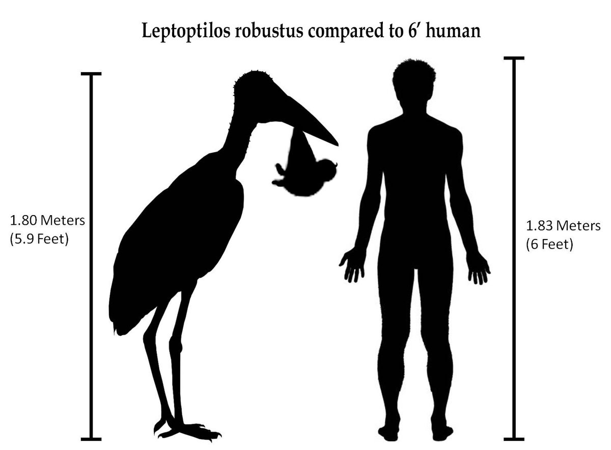 leptoptilos-robustus-was-the-largest-sto-moderndinosaurattacks
