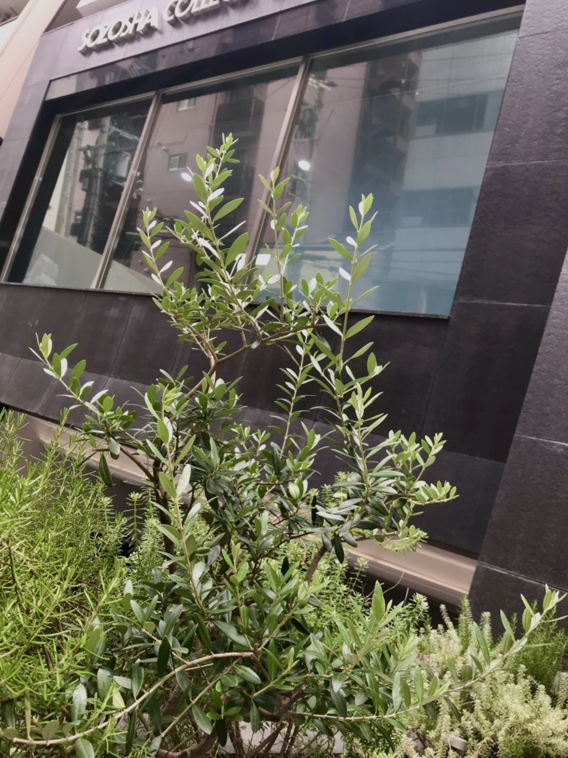 創造社デザイン専門学校 Sozosha Twitter