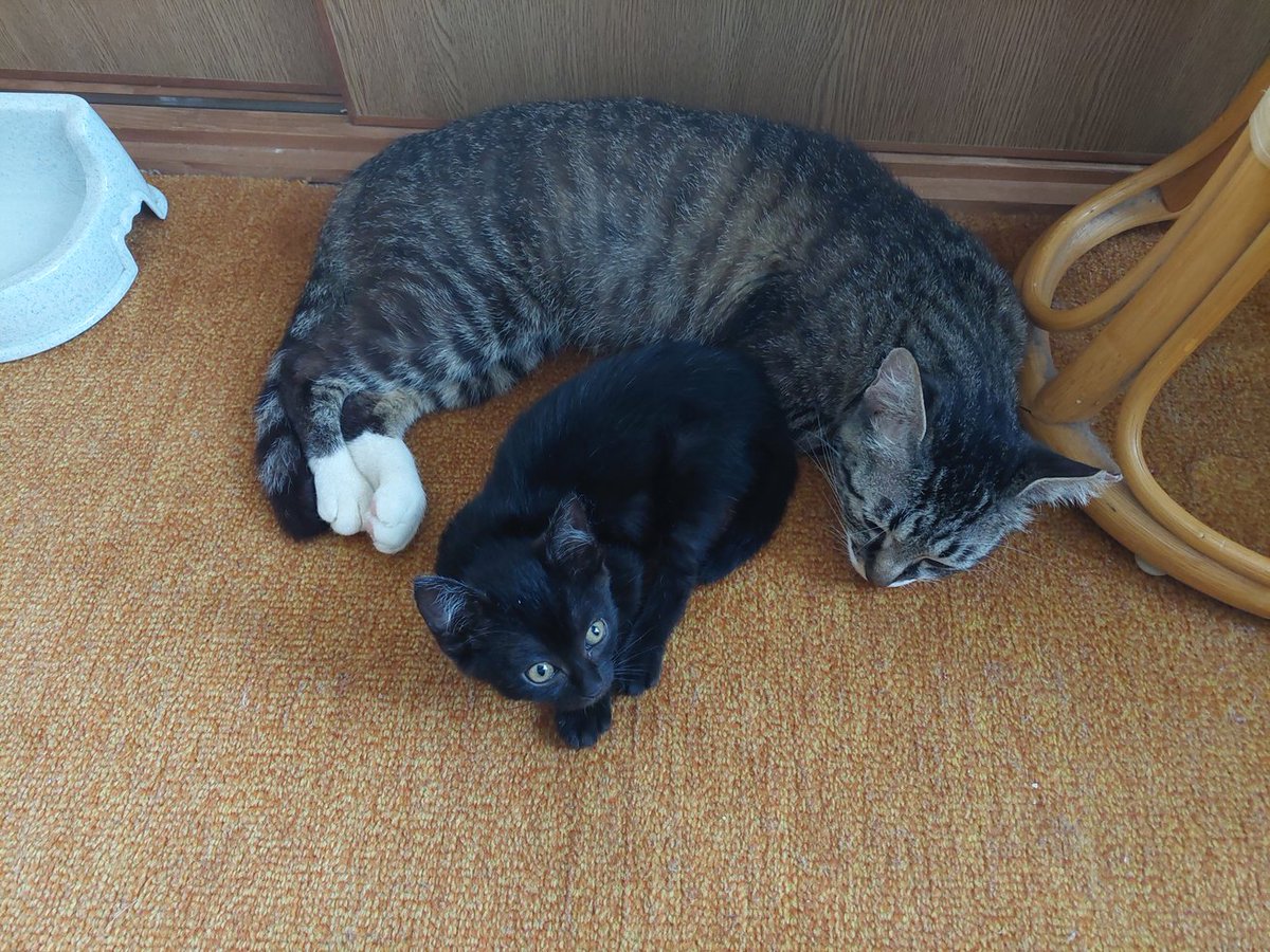 wakki_tabi's tweet photo. @yokommy47 うちにも最近、保護猫ちゃんを家族に迎えた(*´∇｀)ﾉ
猫が来ると楽しいよねー https://t.co/6q8bBRRwgl