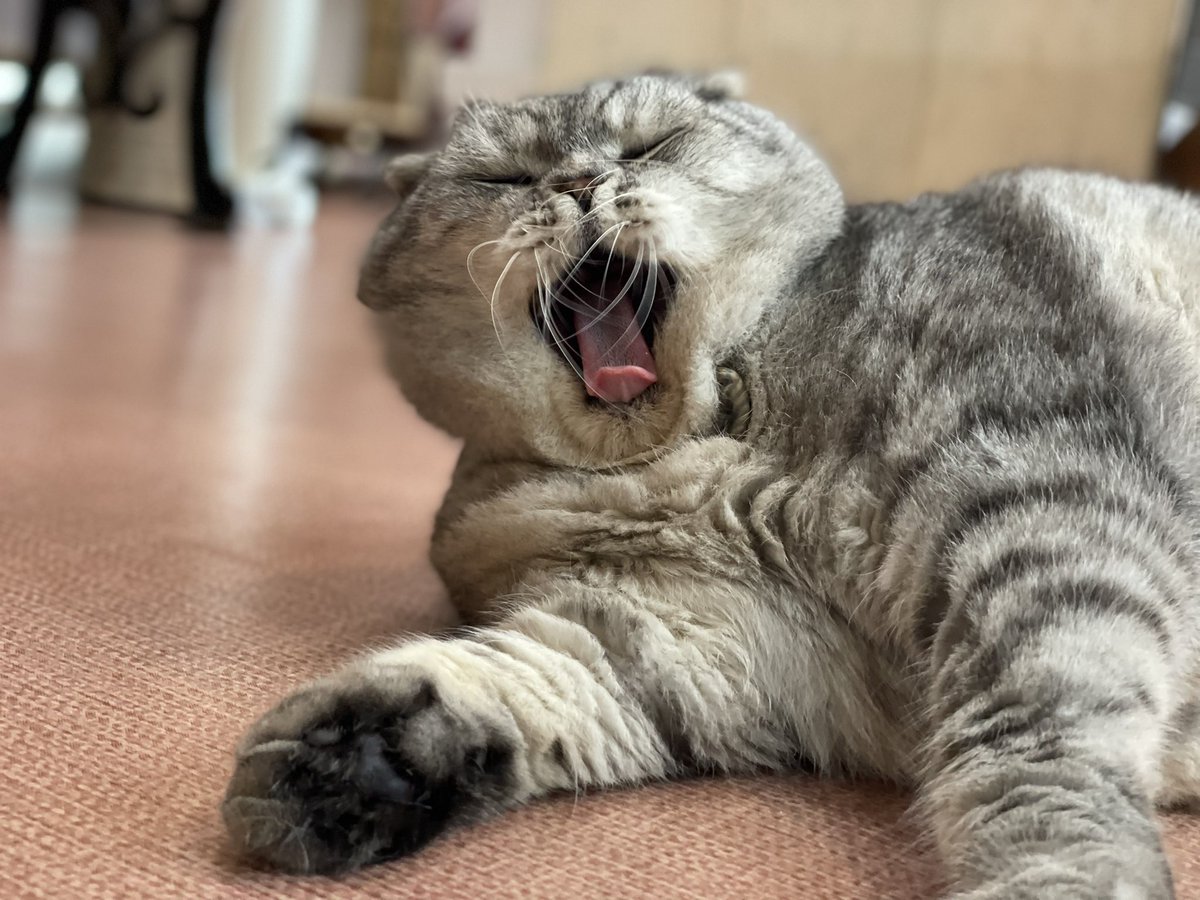 Zakka_ZiRo's tweet photo. ふぁ〜( ｰωก*)

 #山口県  #下関市  #山口Twitter会  #猫雑貨  #猫店長  #デブ猫  #じろう  #スコティッシュ  #眠たい時間  #ガンバる気ゼロ  #猫  #猫好き  #猫のいる暮らし https://t.co/dZVEp3OWLn