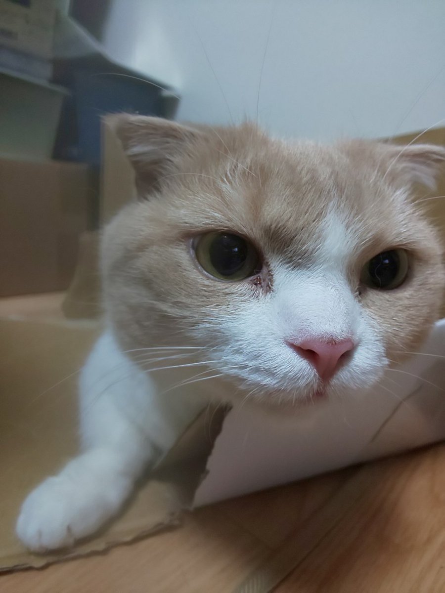 猫カフェ 東京 池袋 猫の居る休憩所２９９