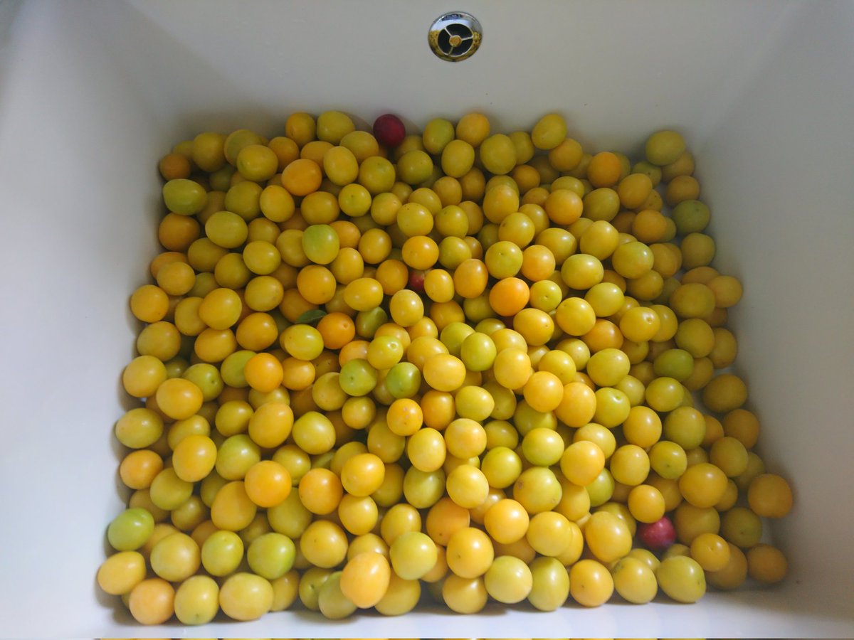 Mirabellenernte 😊