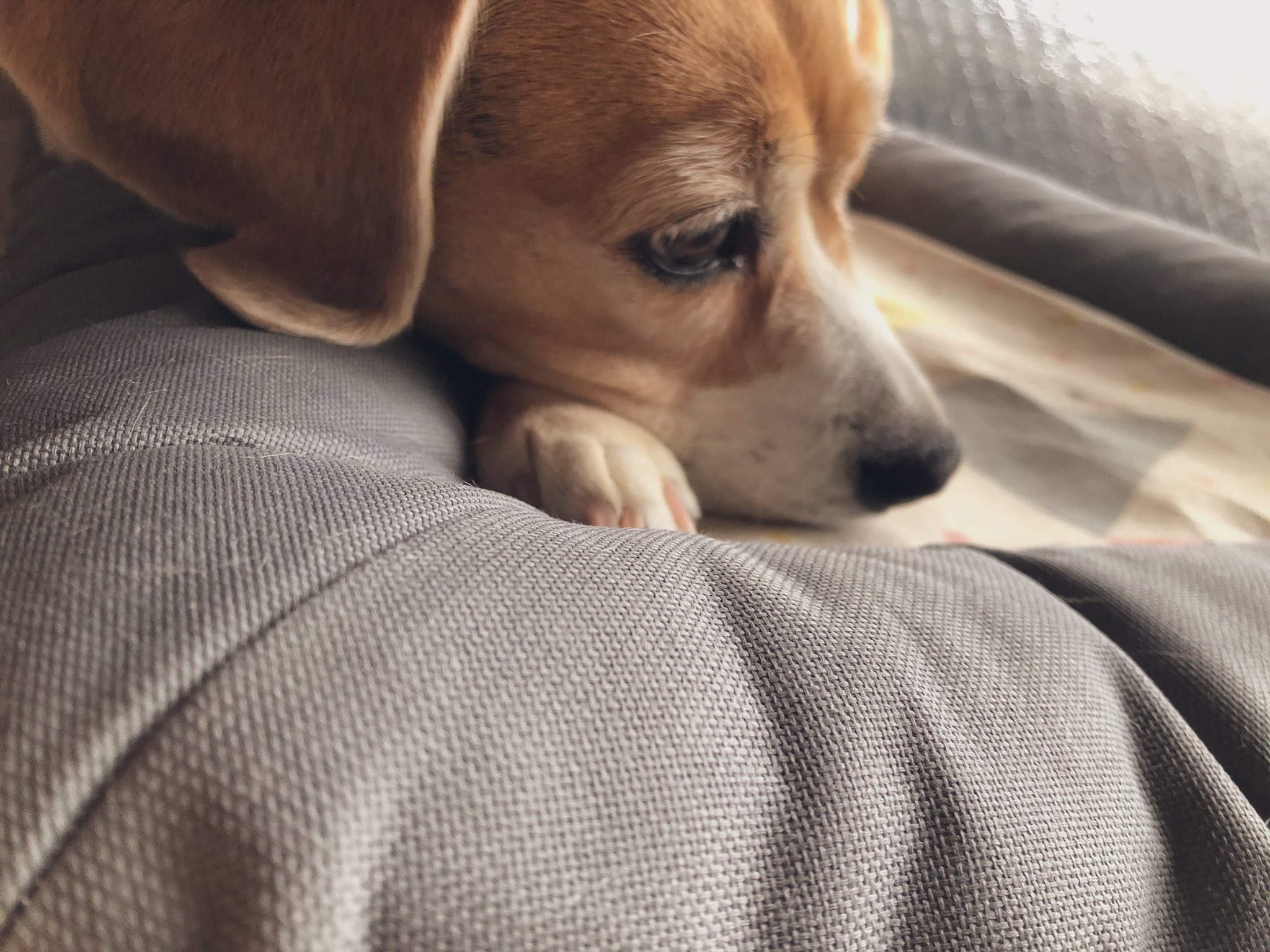 Yuki 眉毛犬https T Co P06dzjfgjh Twitter Yuki 眉毛犬https T Co P06dzjfgjh Twitter
