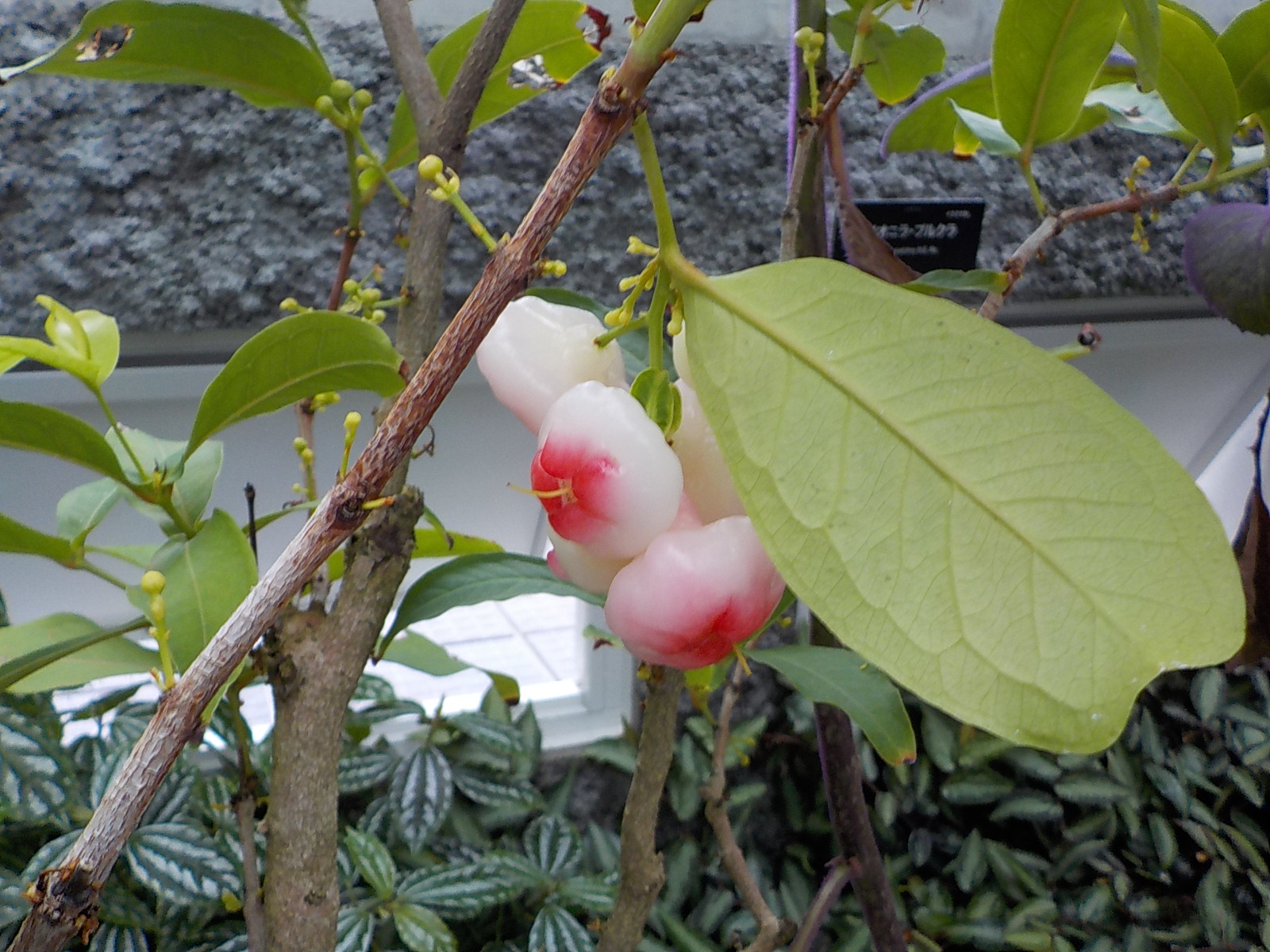 温室 Twitter Search Twitter