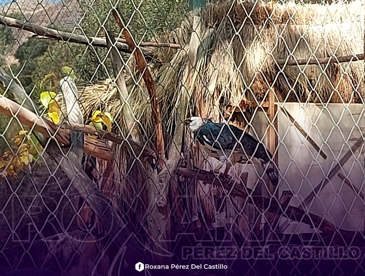 -Ausencia de mejoras en la infraestructura o medidas de prevención para cuidar a los animales.
-El trabajado realizado se limita al pintado de cordón de acera, presentes solo en algunos sectores.
...
