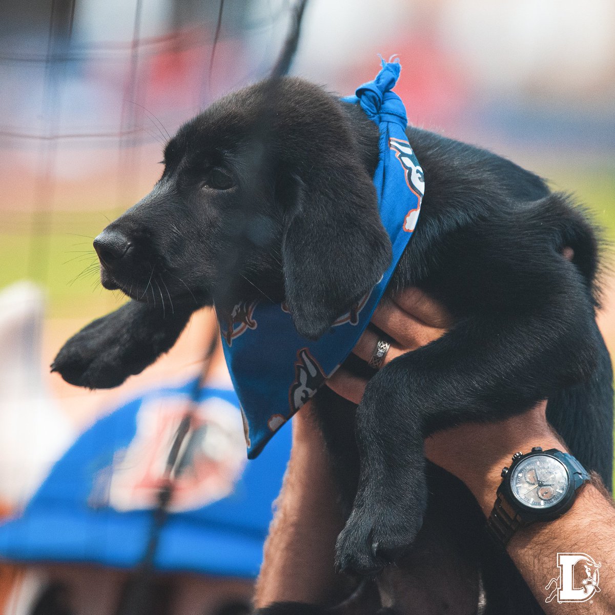 DurhamBulls's tweet photo. This is @RipkenTheBatDog's 11-week-old brother Rivers, and he is perfect. https://t.co/RrknoxjTDD