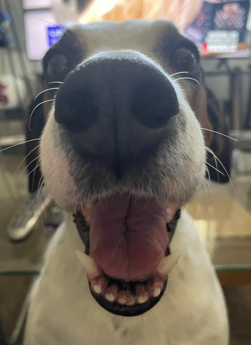 The Dude “Duggins” WooWoo Floppys tweet media