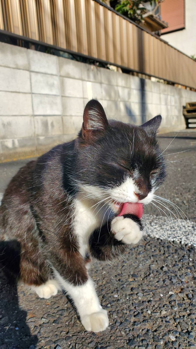 Panderlandchi(忌引きのため返礼遅延中ですがお休みします) tweet media