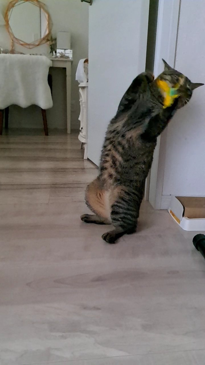 きのぽん キャッチ すてーん 猫 アホ猫 ドジ T Co Lqfhnrgk0b Twitter