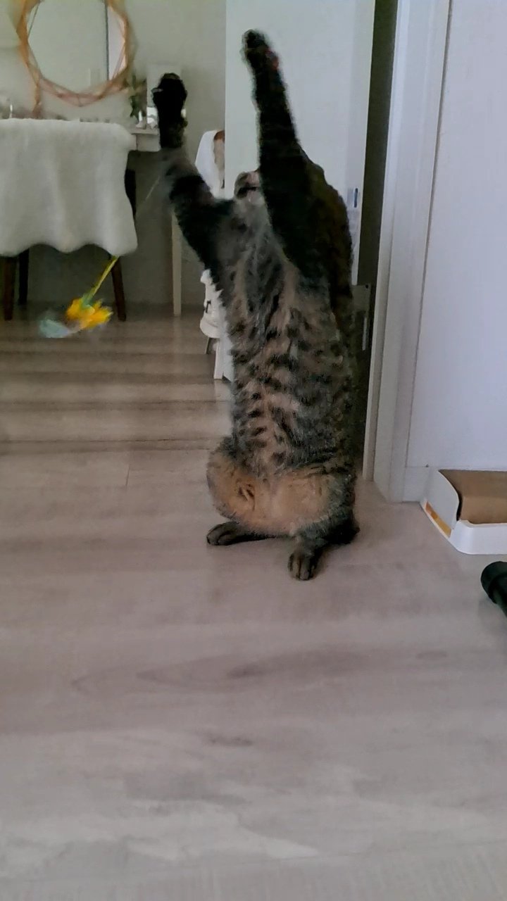 きのぽん キャッチ すてーん 猫 アホ猫 ドジ T Co Lqfhnrgk0b Twitter