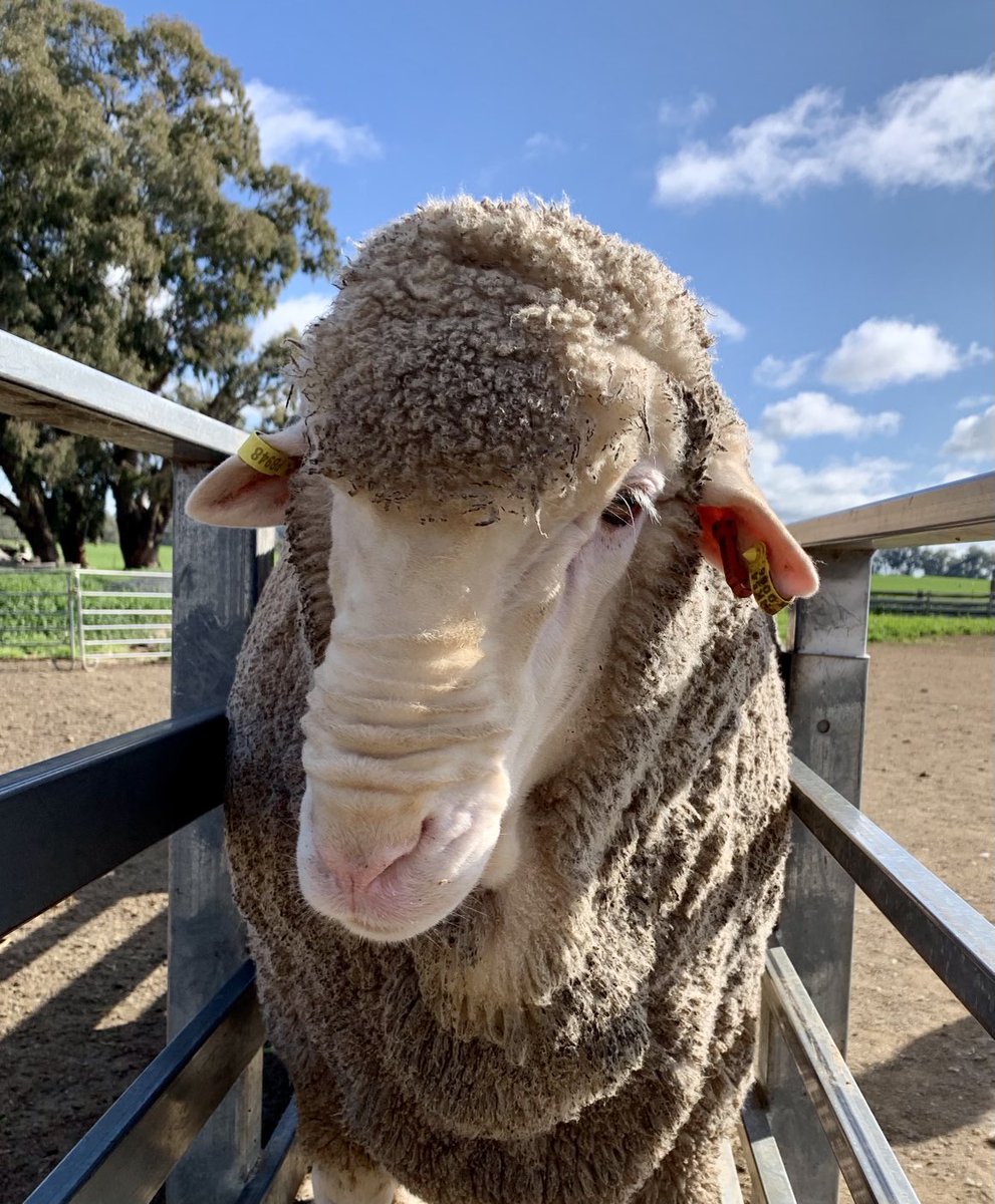 BorambilMerinos's tweet photo. Borambil Merino and Poll Merino Stud M23194 / PB948-079 to be offered for sale at the 2022 Bendigo Sheep and Wool Show.
An excellent young ram with depth of body, soft rolling skin and a bulk of long-stapled stylish wool.
#merinos #pollmerinos #wool #sheep https://t.co/HDe5pZFbOY