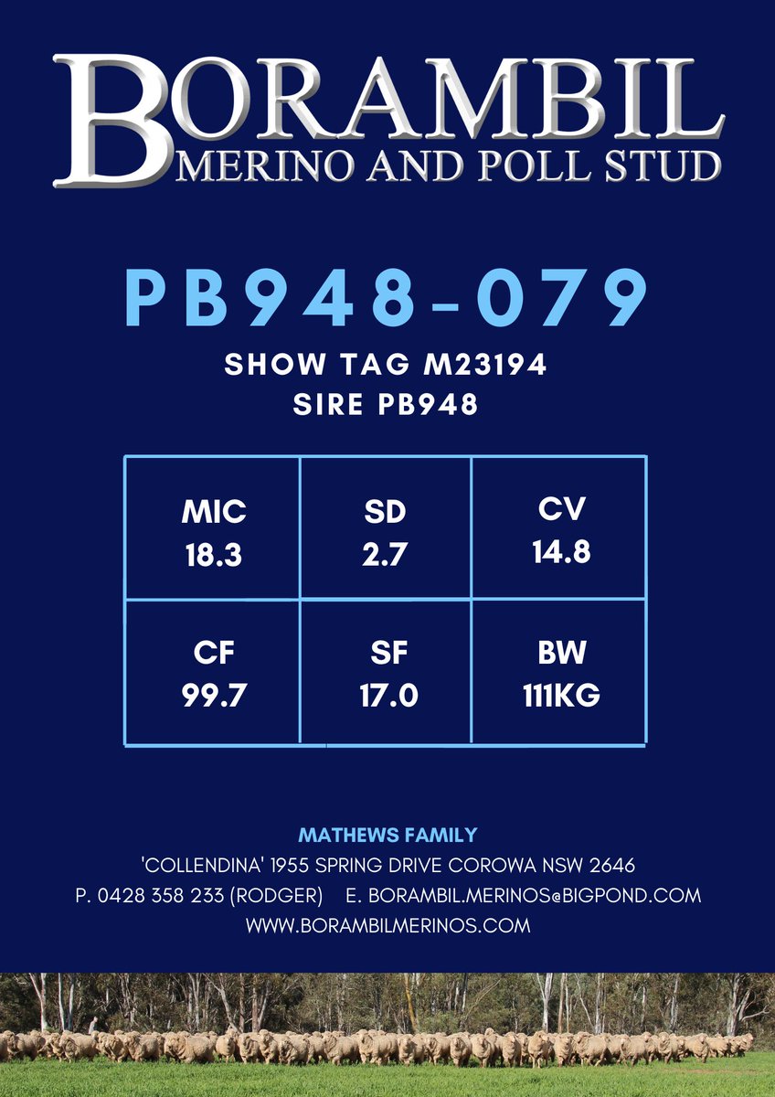 BorambilMerinos's tweet photo. Borambil Merino and Poll Merino Stud M23194 / PB948-079 to be offered for sale at the 2022 Bendigo Sheep and Wool Show.
An excellent young ram with depth of body, soft rolling skin and a bulk of long-stapled stylish wool.
#merinos #pollmerinos #wool #sheep https://t.co/HDe5pZFbOY