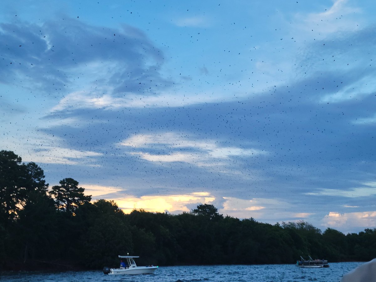 Human Nerve Ending tweet media