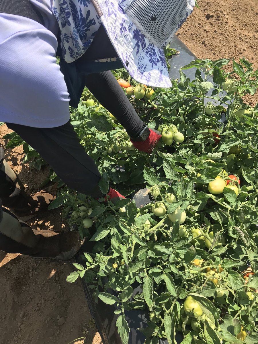 K38801395's tweet photo. 加工用トマトの枝分け🍅結構大事な作業で、疫病防止になるみたいです。

水分を含んでいる状態で枝分けすると、枝が折れやすい為
朝露が出る朝一は作業を避けるべしとの事

#トマト
#枝分け
＃農作業 https://t.co/62VmWp8AMs