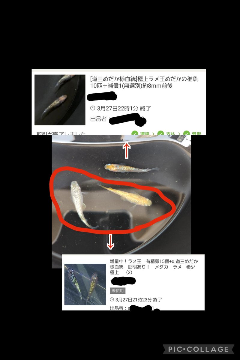 kakerumedaka's tweet photo. ヤフオクで買ったラメ王と売られていたメダカ、ラメ王には見えないので使いようがないかと、2組から買ったメダカを掛けて詐欺王制作中。

#めだか　#メダカ　#改良めだか　#ラメ王　#詐欺王 https://t.co/mUonUBfFkr