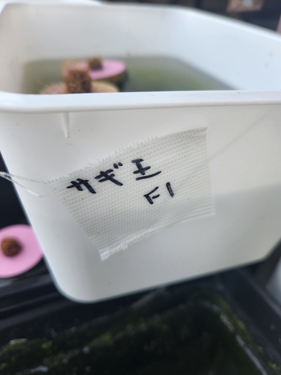 kakerumedaka's tweet photo. ヤフオクで買ったラメ王と売られていたメダカ、ラメ王には見えないので使いようがないかと、2組から買ったメダカを掛けて詐欺王制作中。

#めだか　#メダカ　#改良めだか　#ラメ王　#詐欺王 https://t.co/mUonUBfFkr
