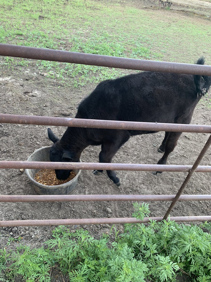 PoppePaul's tweet photo. It’s time. Weaning Miss Bucky off the bottle. #outofmilk https://t.co/hkpYvnz1CF