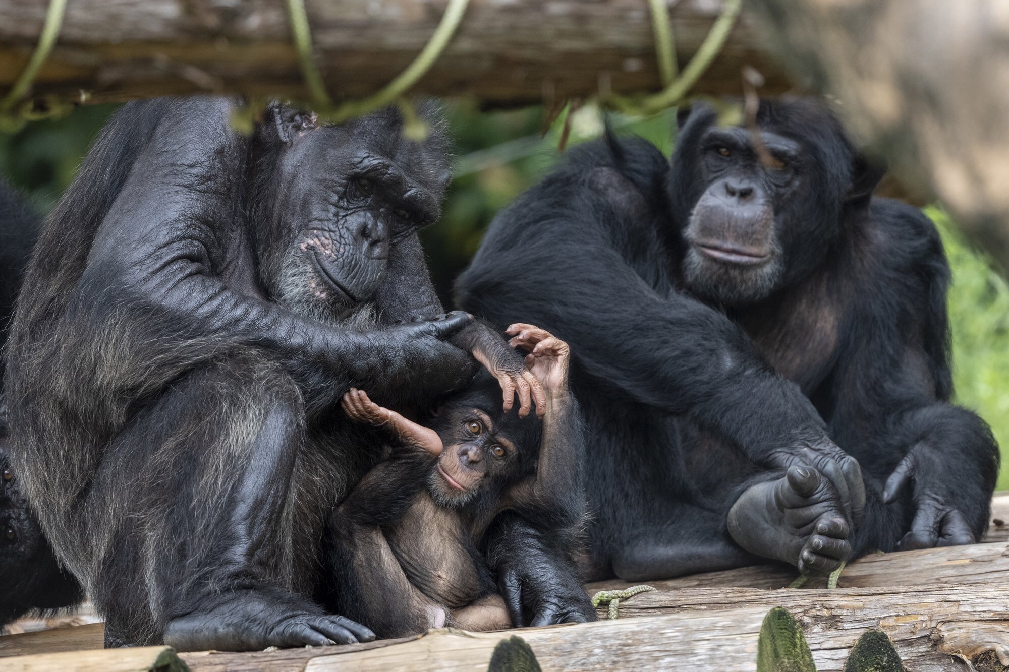 らて Lait21mai Twitter