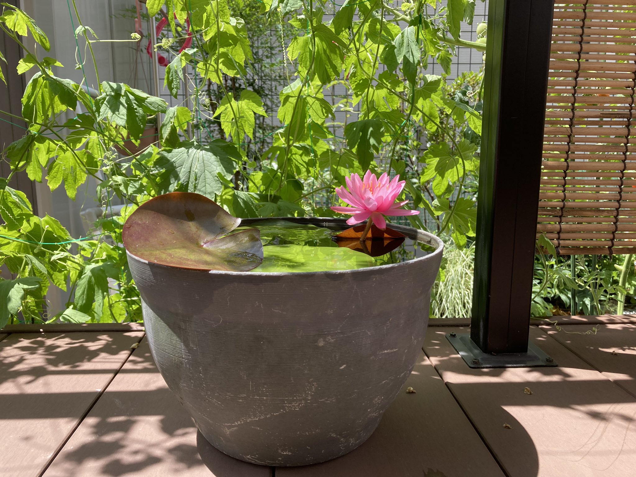 水生植物 Twitter Search Twitter