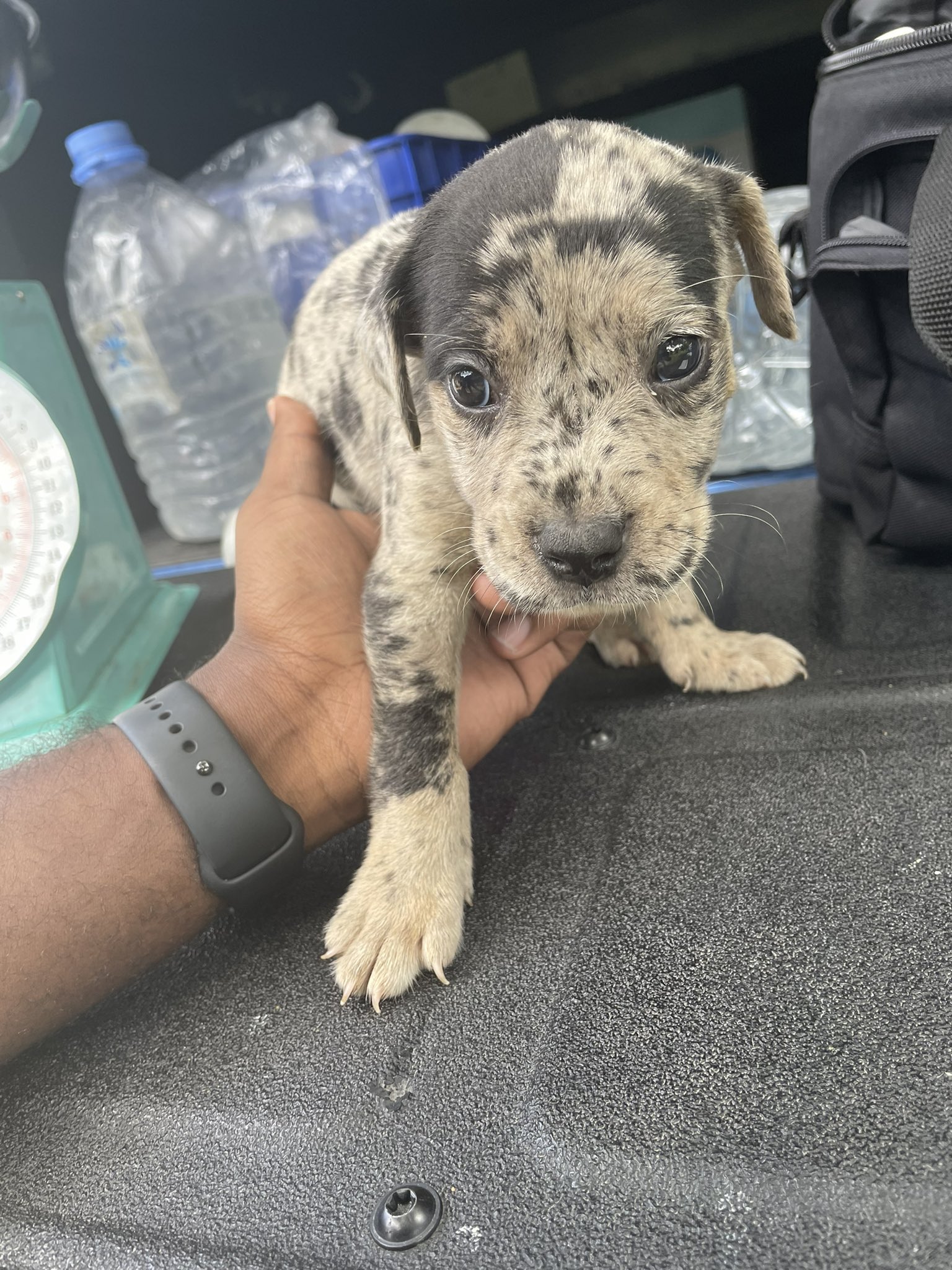 Catahoula pitbull on sale breeders