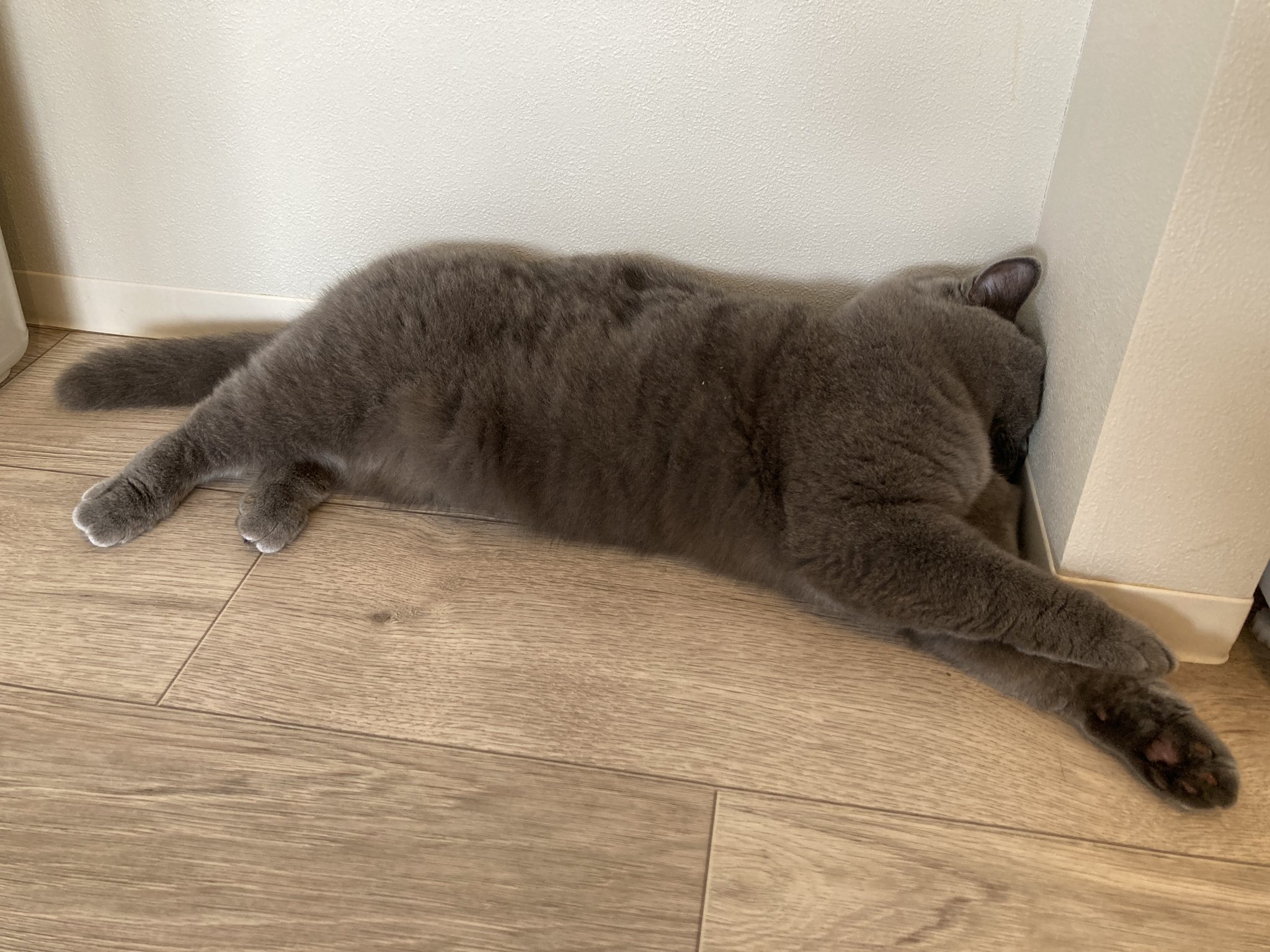 Follow おひとり様専用猫カフェ Arisa S Hitori Catcafe Latest Tweets Twitter