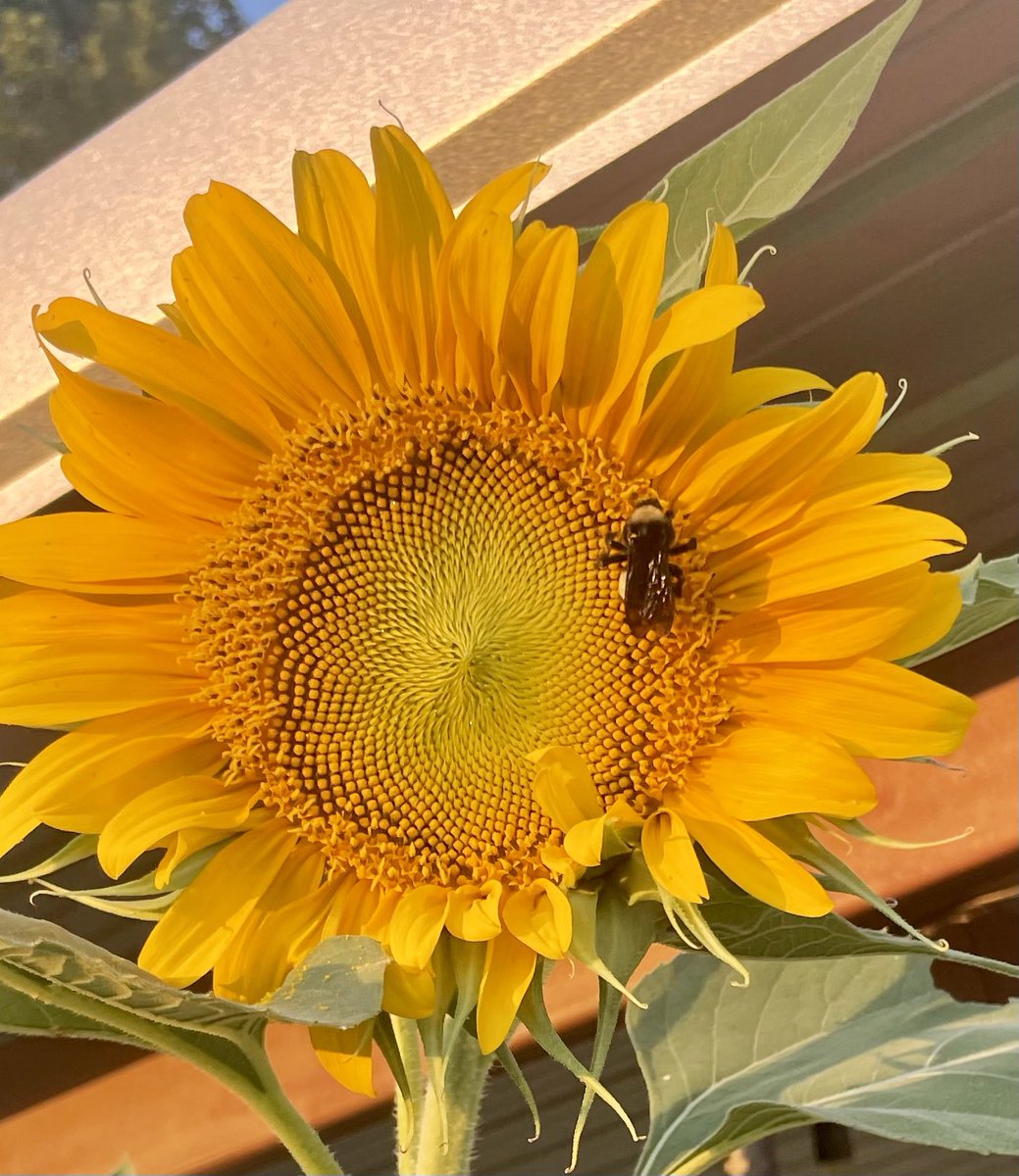 Bumble bee studying the Fibonacci sequence  #f2b