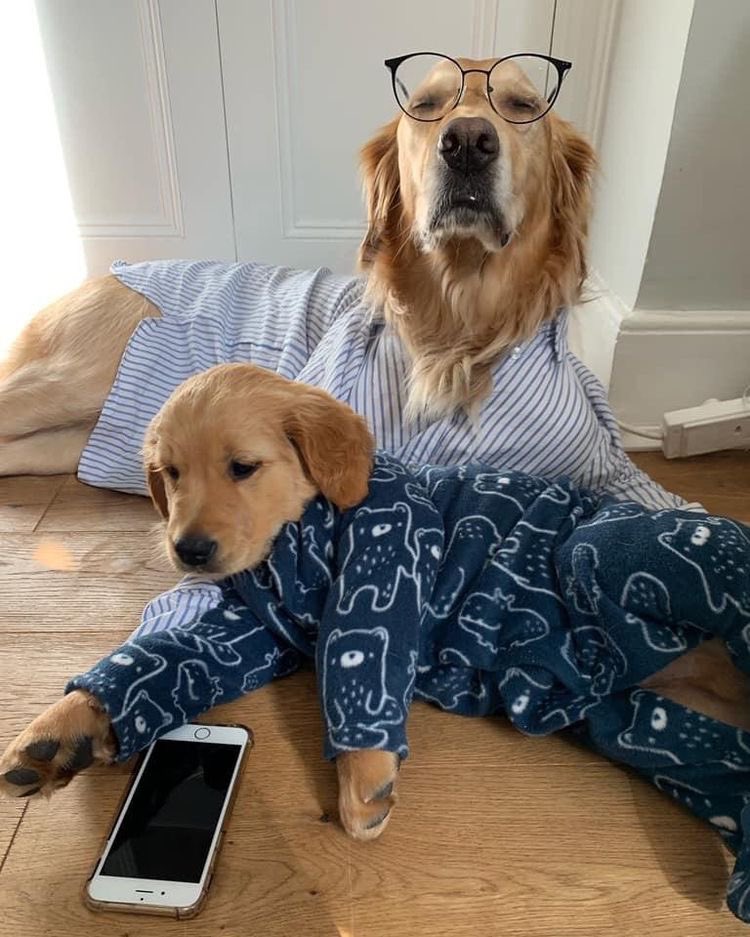 DogsInOnesies's tweet photo. don't talk to my son https://t.co/VvBYG8zbUR