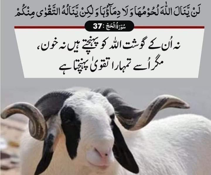 DrSambreena's tweet photo. In this Eid-ul-Adha Don't Qurban Only Janwar. Sacrifice your Egos too, for your love ones ✨
Eid Mubarak ♥️ #Eid-UL- Adha
#EidMubarak2022 #عيد_الأضحى_المبارك https://t.co/StQ9fRuNwe