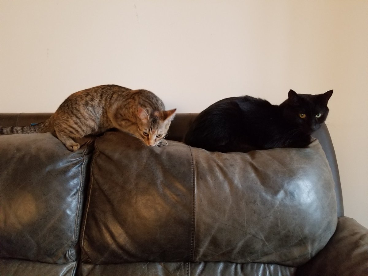 IvoryIvy5050's tweet photo. Happy #Caturday to all my feline friends. https://t.co/gCmTKayxs9
