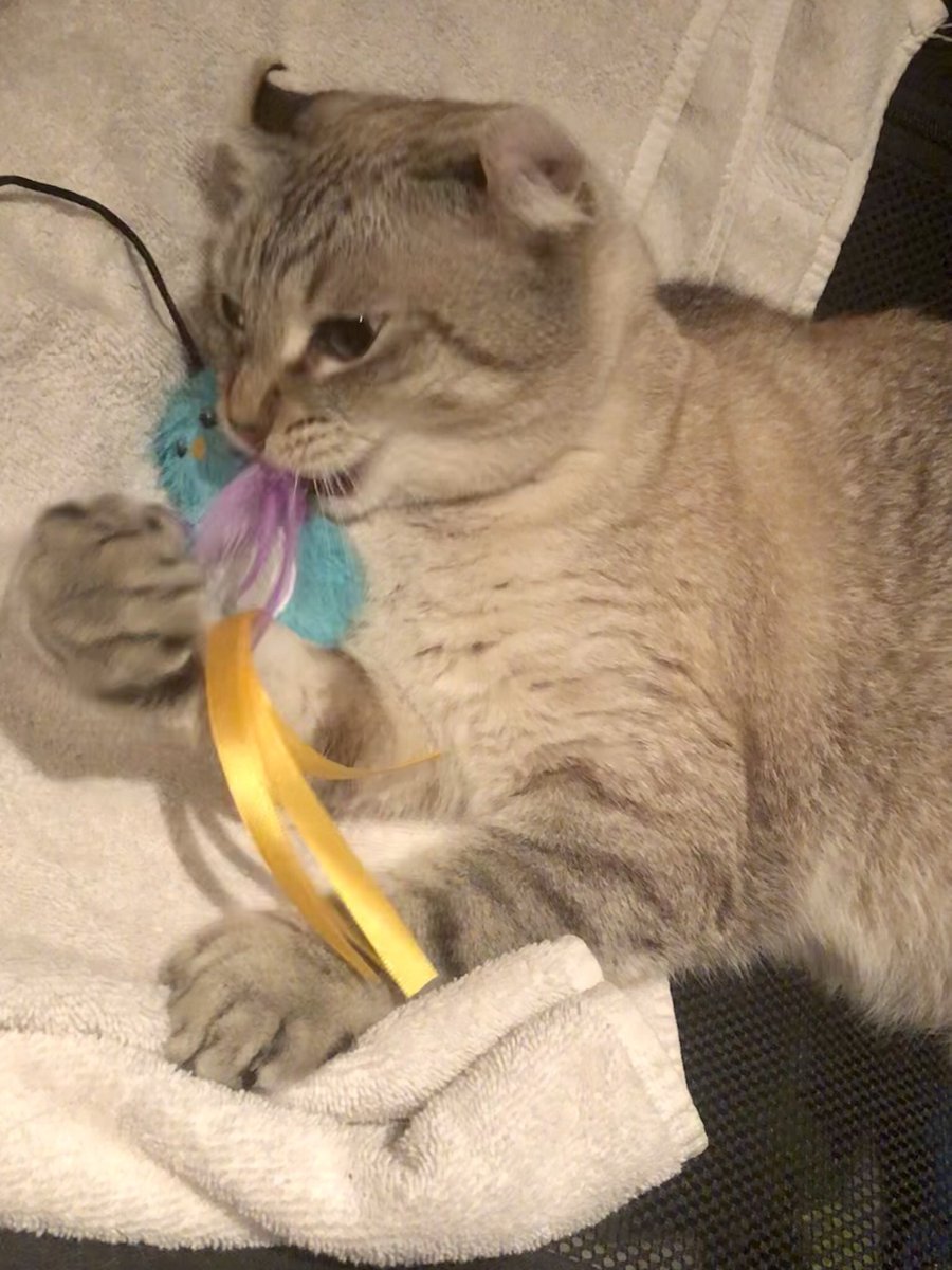 Brewskiethecat's tweet photo. #Caturday today we played. I wasnโt too excited about it. Canโt you tell? #coolcat #CatsOnTwitter #catfun #catjoy #catmoves #polydactylcat #highlanderlynx https://t.co/amtObn1qA0