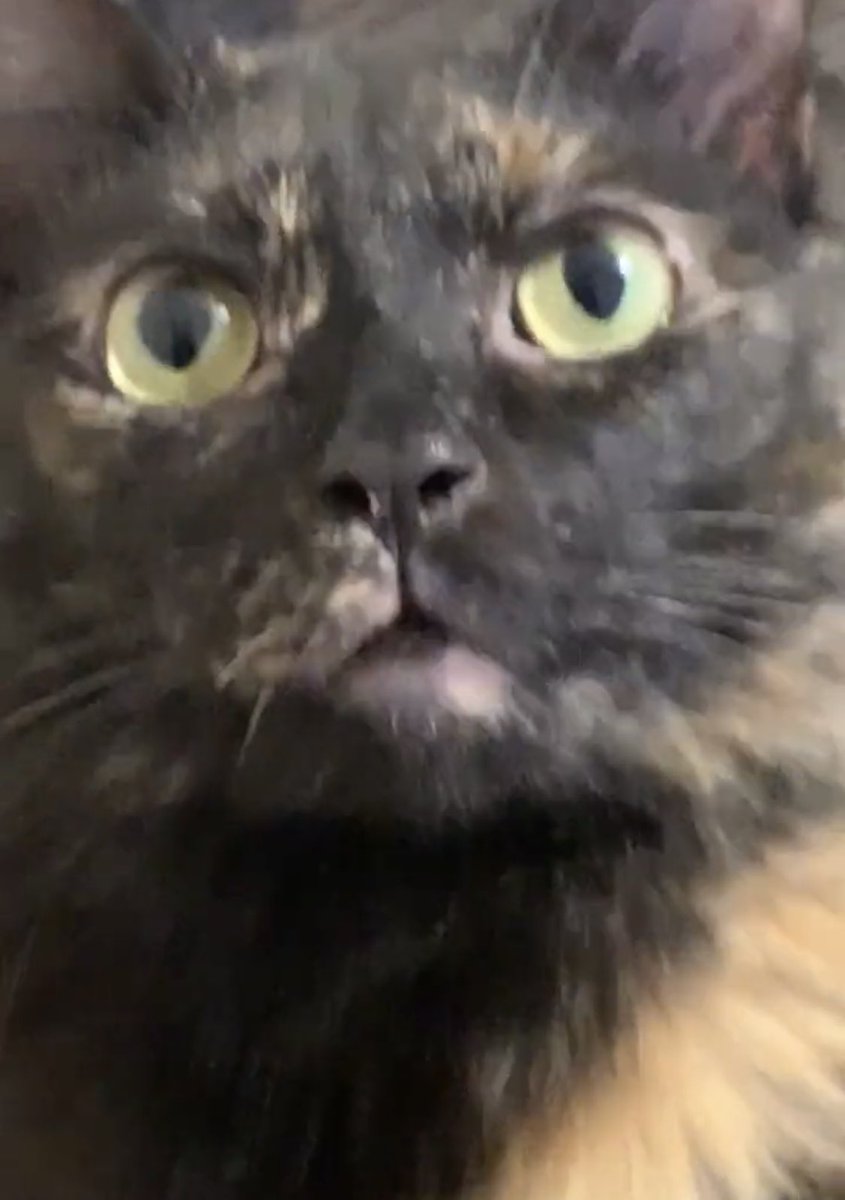TwitCats2's tweet photo. @chedstack Maybe nexx yeer! 😹😽 https://t.co/AyuJe5jL4e