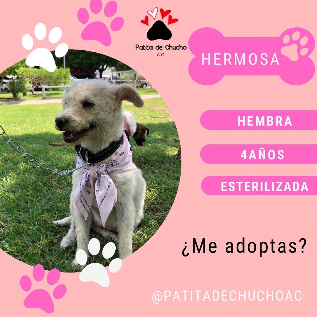 Patitadechucho's tweet photo. Patita reporta 🐶❤️🏡

Perrita bonita disponible para adopción responsable. ¿Nos ayudan a compartir para que pronto encuentre un hogar? 

Tuxtla Gutiérrez, Chiapas 📍 https://t.co/rj9LTkP2mU