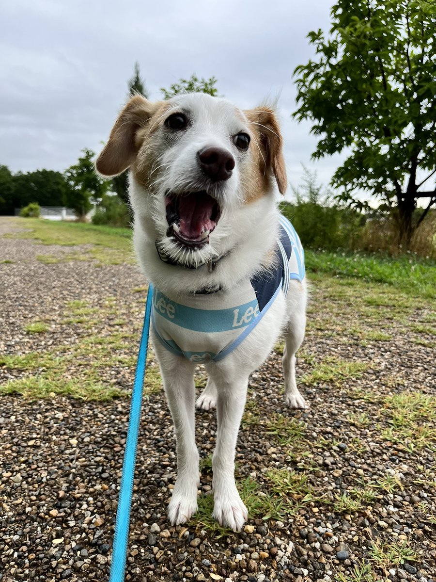 雨が降ったり止んだり…☔️
どっちかにしろよー
と、思っている犬さん🐶