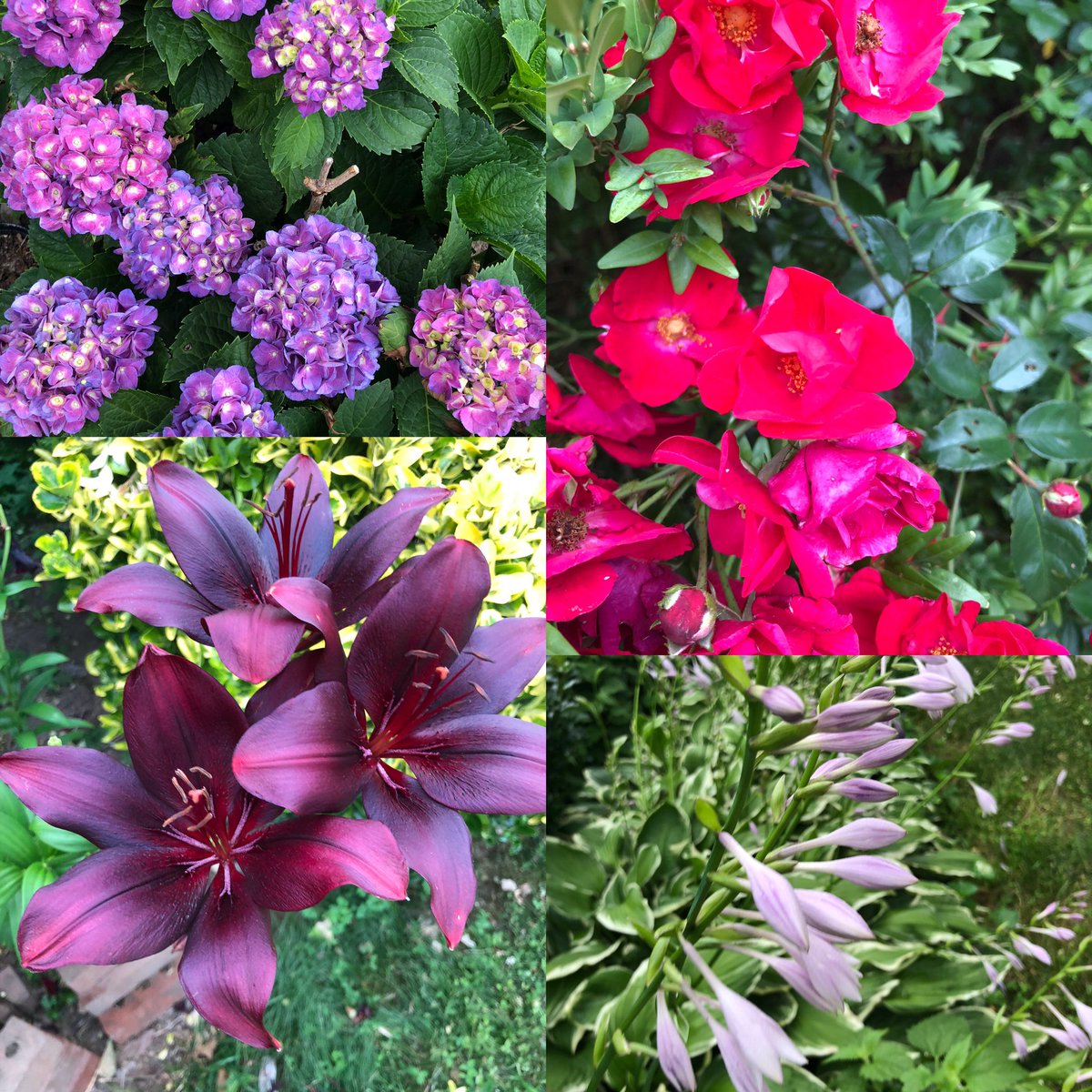 Flushingcenter's tweet photo. Hi everyone, please take a look our garden 🪴 We are here for you 😆
☎️ 718 353 6678 , https://t.co/J56JTzL1EB

#meditation #Queens #mindfulness #healing #achievement #innerpeace #guidedmeditation #depression #meditationforanxiety #meditationforstress #selfcare #familytime https://t.co/OoMx8BGUEY