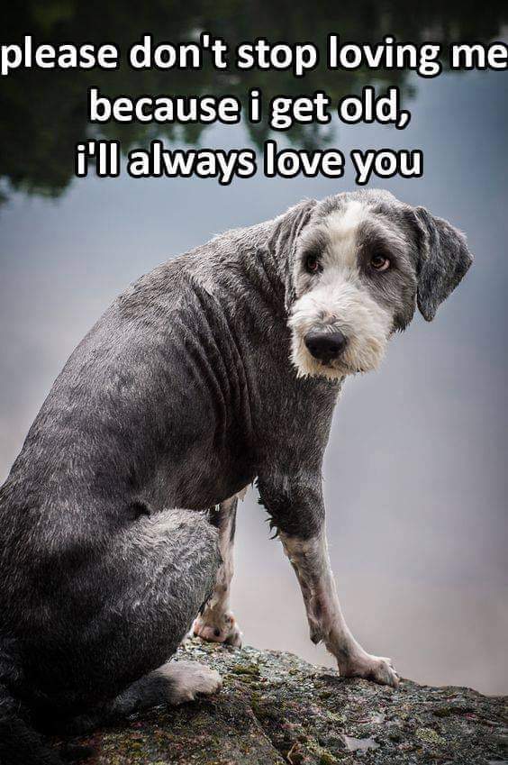 Happy Dog tweet media