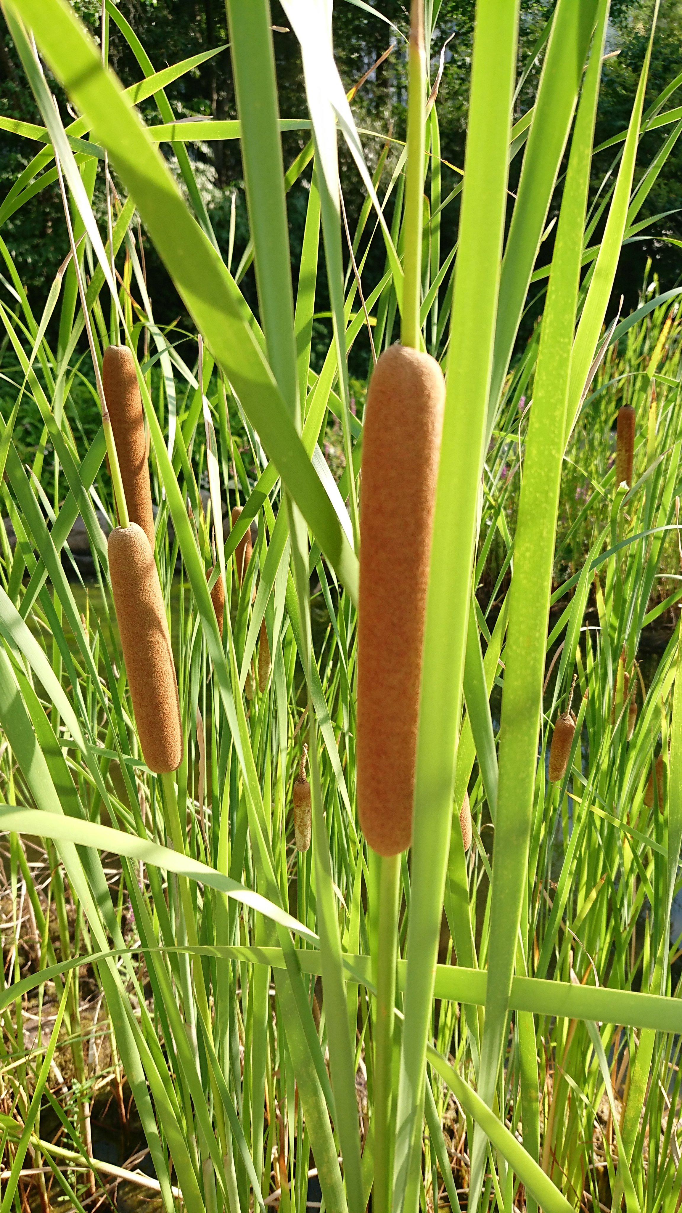 Typha Twitter Search Twitter