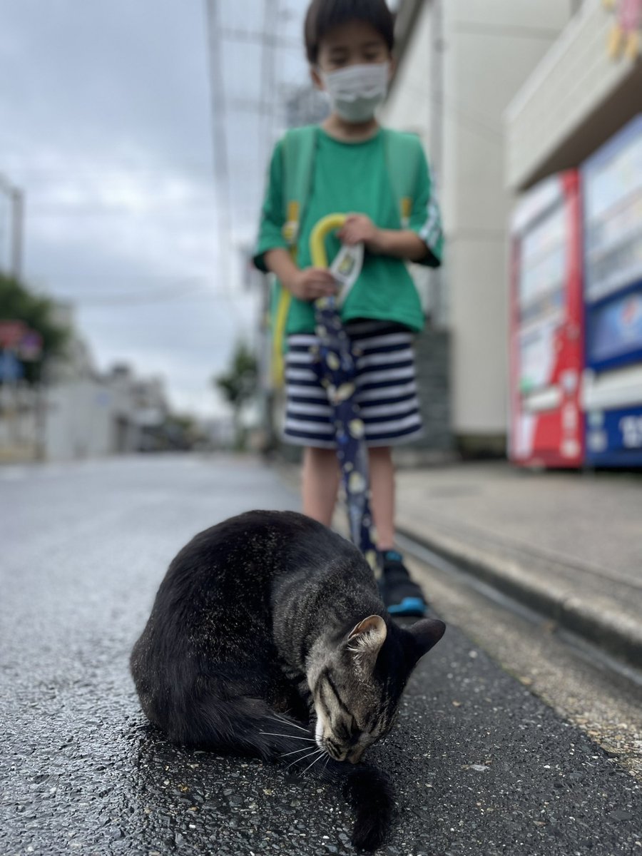 ritokun_channel's tweet photo. ママとパパの投票に付き添った帰りに、雨上がりの猫さんと遊んだよ(=^ェ^=) https://t.co/bEEkprz8ME