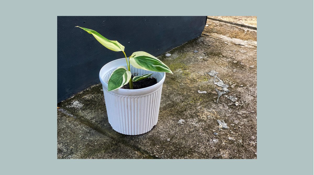 HappyA420's tweet photo. My newly propagated Arrowroot. So cute!

#arrowroot
#gardening
#rooftopgarden
#plantmom https://t.co/qEzAIiXR1j