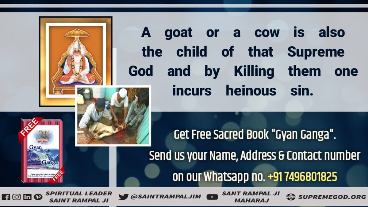 ms_chanda_2021's tweet photo. #बकरा_न_काटो
 if God was attained by eating meat, then first of all there would be carnivorous animals, who only eat meat.
By eating meat, you are breaking the law of God and becoming guilty of God. The one who does this is cast into hell.

Last Prophet Sant Rampal Ji https://t.co/e6RwEjADaX