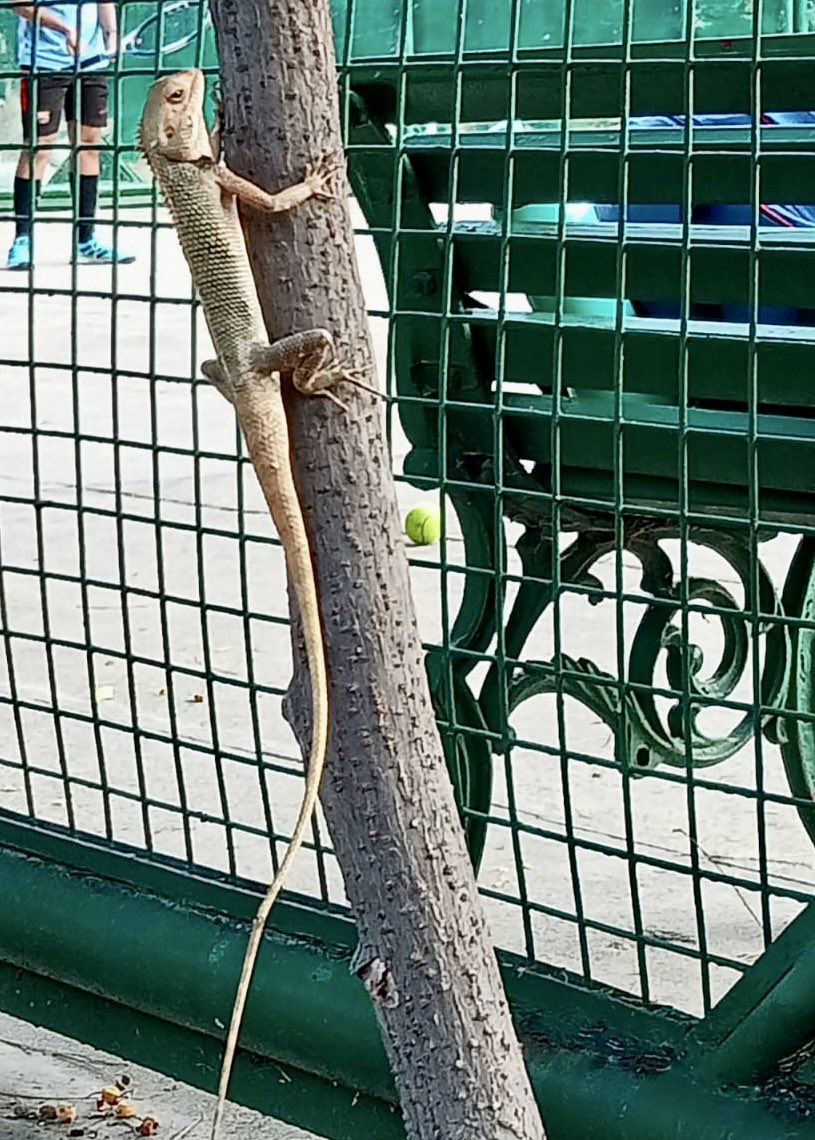 JacquilineS1975's tweet photo. Everyone wishes to have a ringside view of the tennis court, so does this garden lizard๐พ
#LoveAll these mobile shots taken by a dear friend at the sports clubโฆ..just for me๐ค
๐๐๐๐๐
#Wimbledon2022 #Nature #animalhumour #TwitterNatureCommunity #Wimbeldon https://t.co/1kBdHzJ1yj