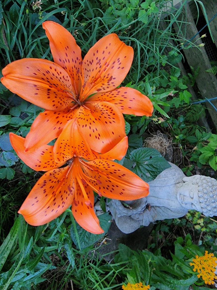 delightfulgarde's tweet photo. Our garden pictures https://t.co/Qly1kuh4kz