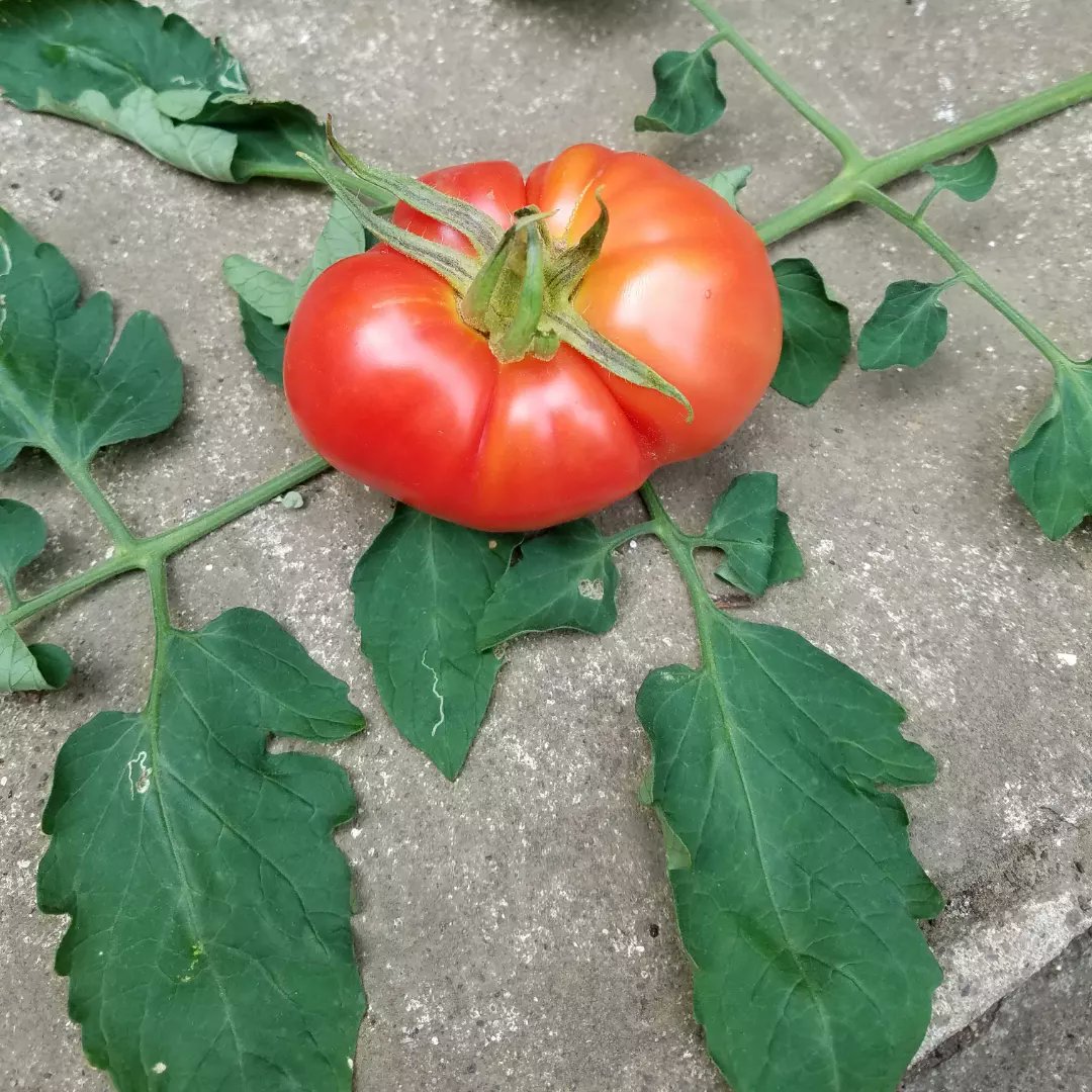 honmokuoz's tweet photo. #輸出入衣料雑貨本牧OZ 見事に🍅トマト色に完熟したので初収穫…スーパーで買った食べ残りから種を取り育て、これが大サイズ。これから中、小、ミニを収穫予定…夏野菜の���節到来！掲載Pはハワイツーにはお馴染みの第一ボタンまでのアロハシャツ…日本未入荷の限定品です。#ハワイ直輸入アロハシャツ https://t.co/wix53xZgkS