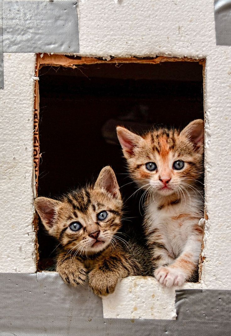 SusiCici1's tweet photo. #GoodMorningTwitterworld #TwitterFriends 😻🧡☕
May your life be always filled with
Light, love, Happiness and good heart 💫
#Haveapeaceful Sunday
#Stay blessed always
#Beakind #Beanice
https://t.co/MRb43bY7HD https://t.co/u9Rag8EJb5