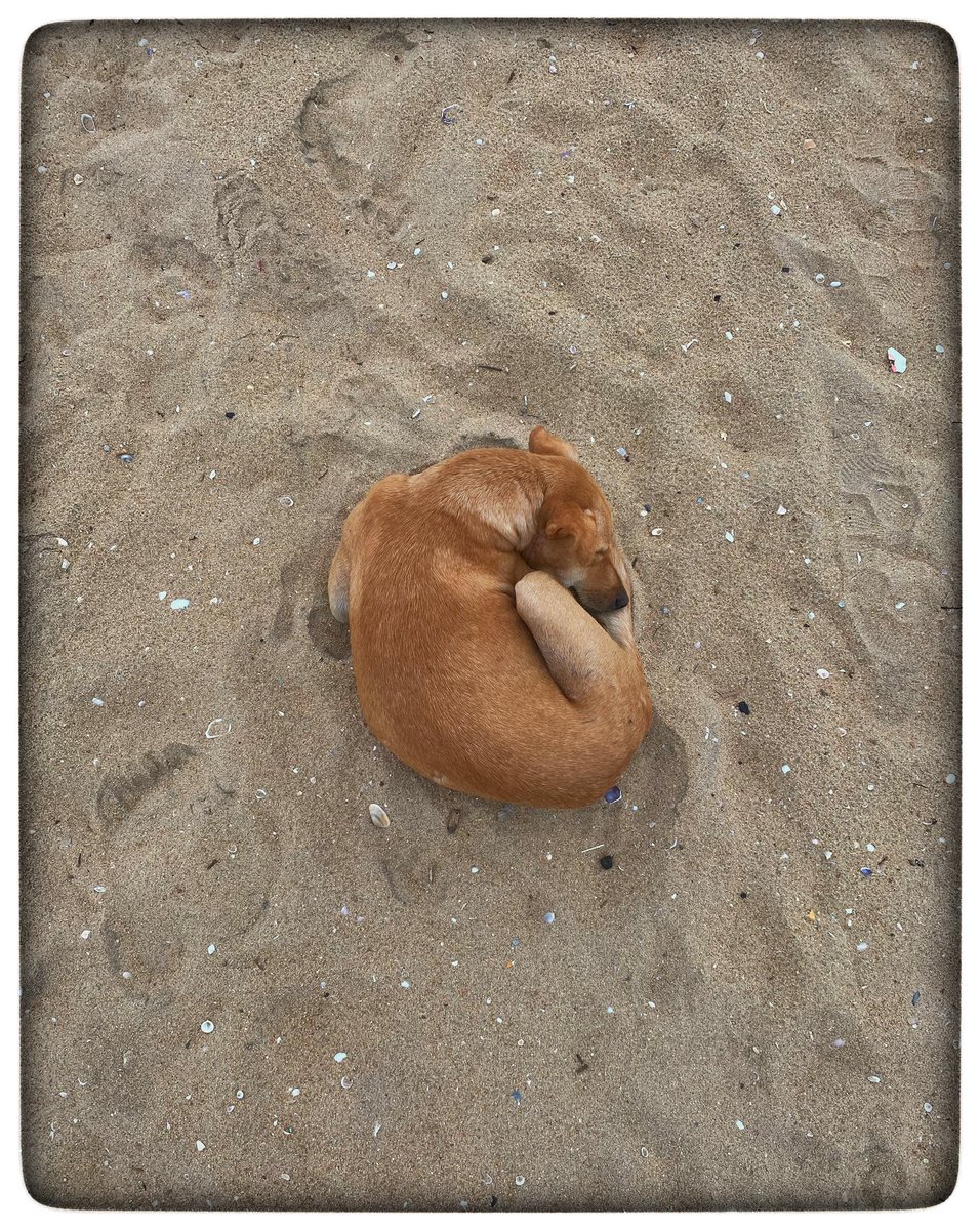 muthu_tara's tweet photo. My favourite Prawni!
Pun intended 🍤
#doggo #doglove #dogsofchennai #dogs #animalphotography #beach #beachdoggos https://t.co/cAzh1EbyWZ