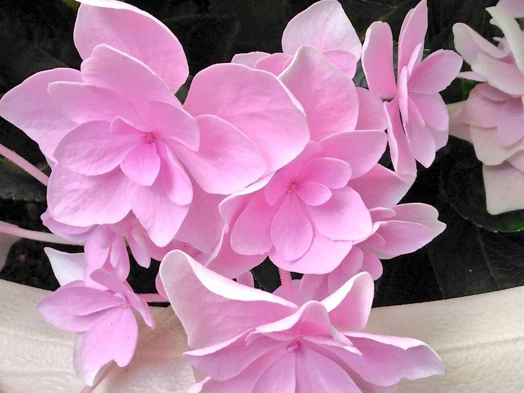 コンペイトウスマイル Twitter Search Twitter