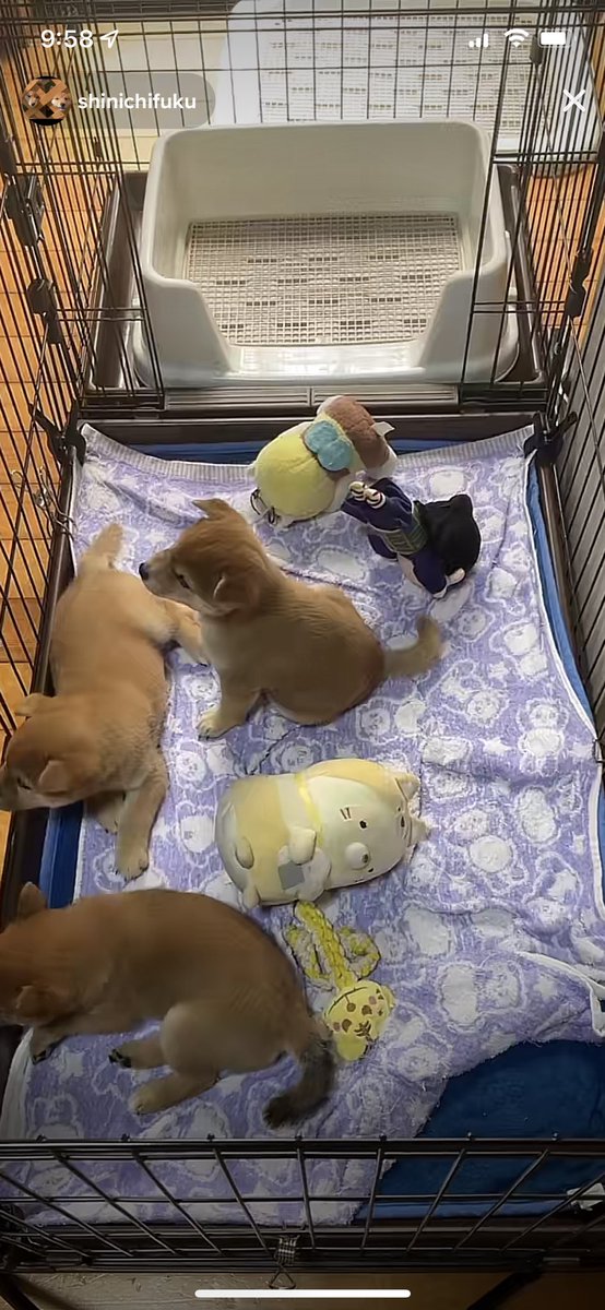 sarah_whos's tweet photo. Me: “why would anyone watch a tiktok live of someone ‘mining’ for prizes”
Also me: ~screaming~ to interrupt Chase while he’s gaming “OH SHIT THE MOM IS IN THE CRATE NOW!!!!” https://t.co/lE6sLMERz8