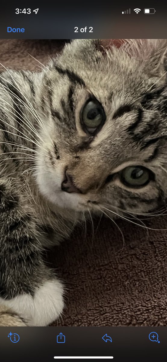 3rdStoneStudios's tweet photo. Happy Caturday from baby Tigress 🐯 #kittens #CatsOfTwitter #ZenKitty #IfItFitsISits #Caturday https://t.co/Vt1UzhqEIa