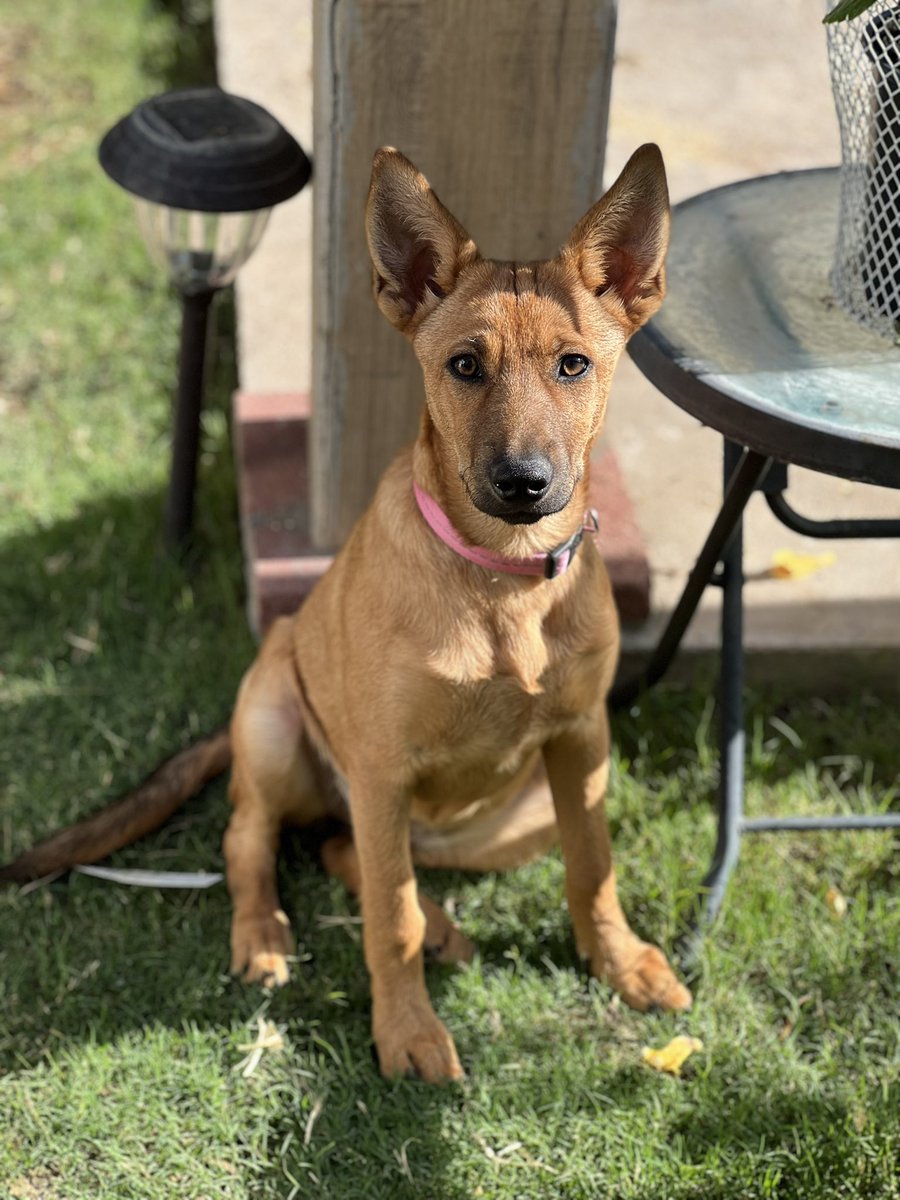 _aisabel__'s tweet image. all the shine and a thousand spotlights, all the stars we steal from the night sky will never be enough, towers of gold are still too little, these hands could hold the world but it’ll never be enough… 😔🌟 i will love you forever mi Nala 🤍