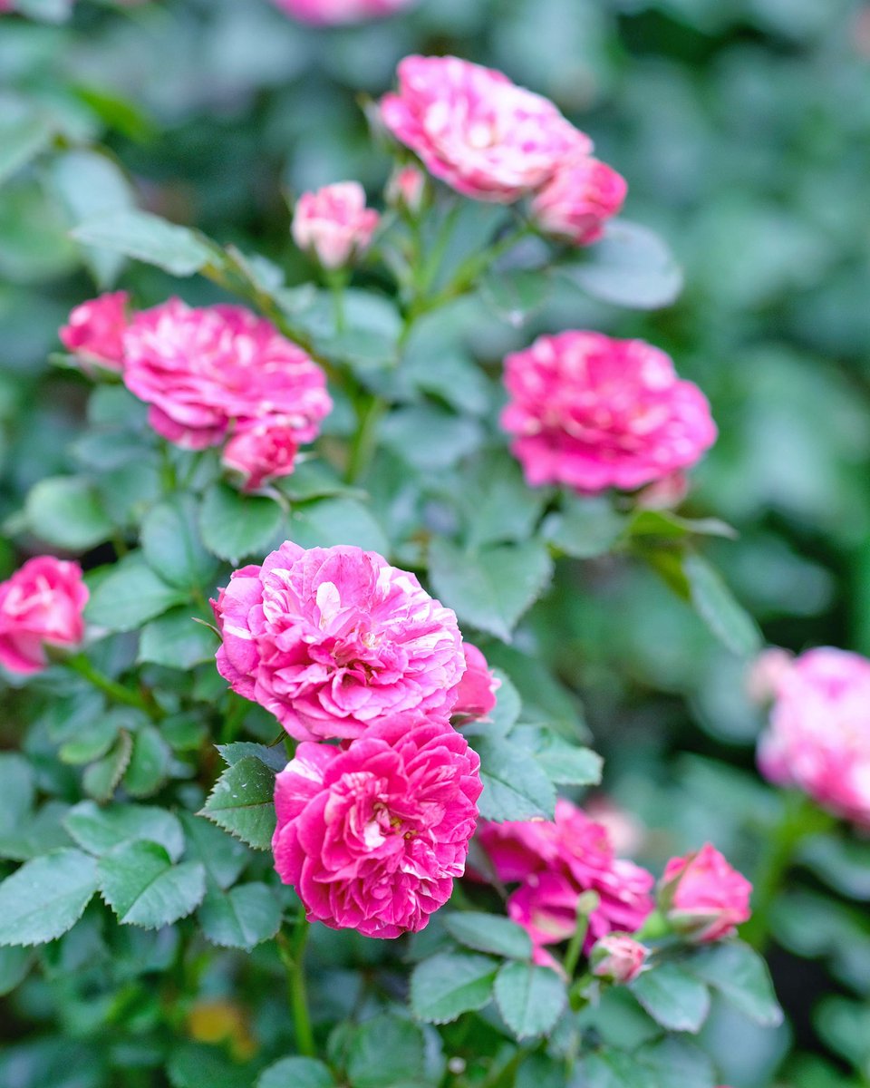 本日の夏花 バラの二番花 センティッド ジュエル 赤紫に白の絞りの小輪で 春秋の花は地の色が濃い紫 になって魅力的だが この時期は浅い色になる 西区 西区民ニュース